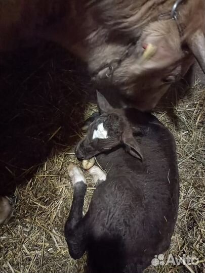 Корова с теленком