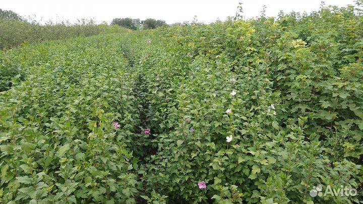 Гибискус 2х летние на горшок или Озеленение