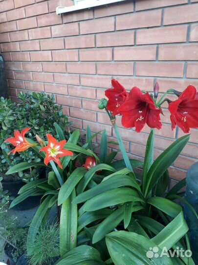 Амариллис