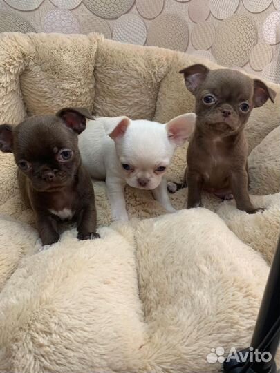 Чихуахуа мини девочки