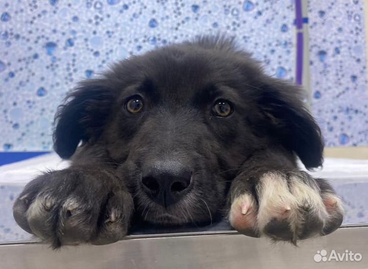 Щенок гигант