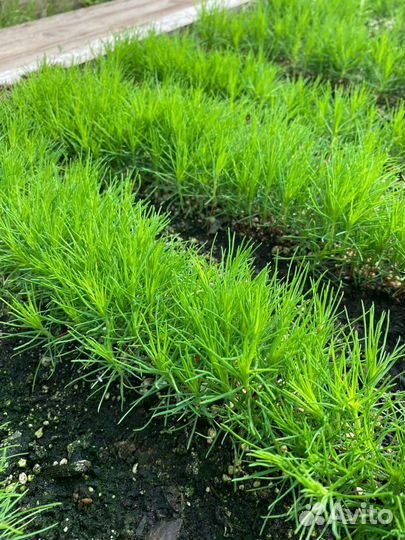 Сосна сеянцы с зкс и окс Ель Лиственница Кедр