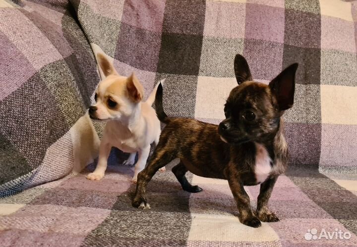 Чихуахуа девочка