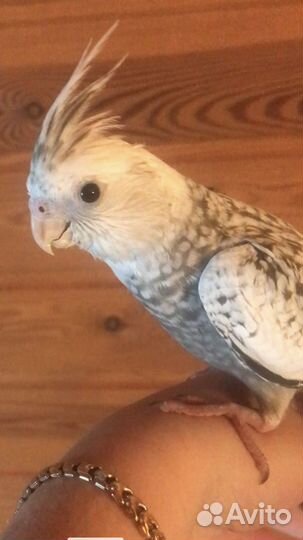 Птенец попугая карелла безщекий жемчужный
