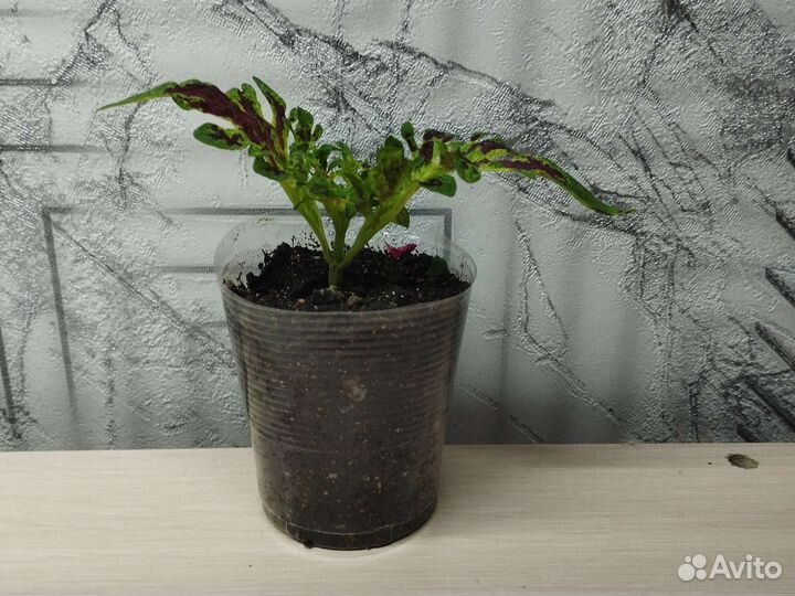 Колеус