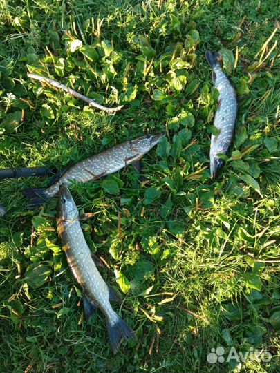 Живец карась