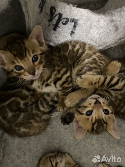 Бенгальские котята