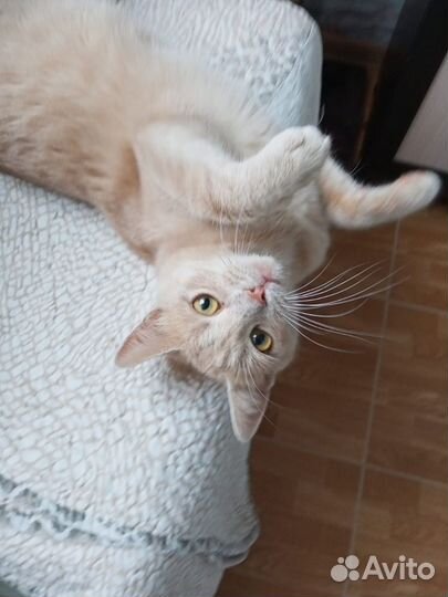 Котик Персик