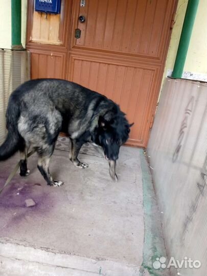 Ищет передержку или дом Джек