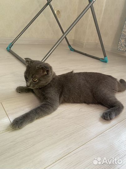 Британская кошка в дар