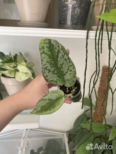 Комнатные растения. Все по 150