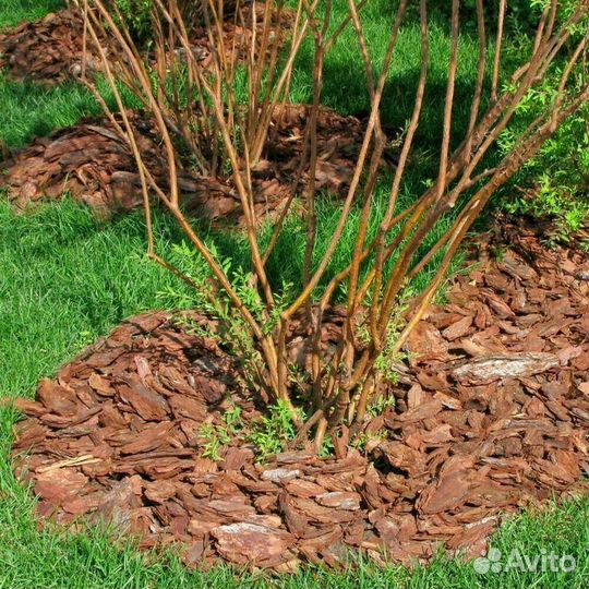 Кора сосны, мульча
