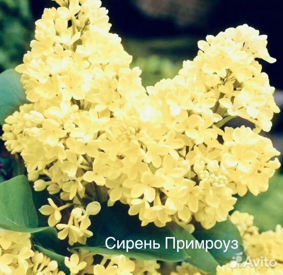 Сирень желтая