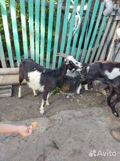 Козы молочные