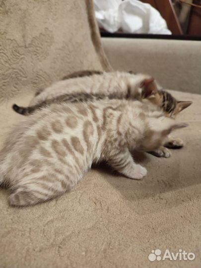 Бенгальская