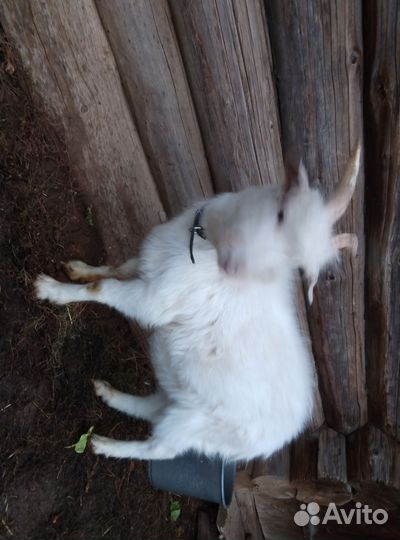 Продам козла