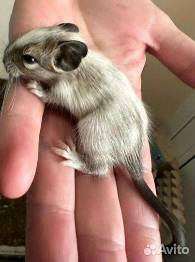 Белочки Дегу