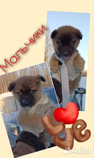 Щенок в добрые руки бесплатно хаски