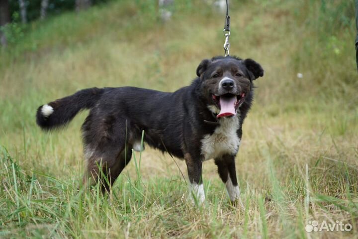 Бойка вы поисках лучшего дома