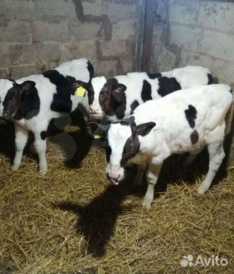 Продаем бычки