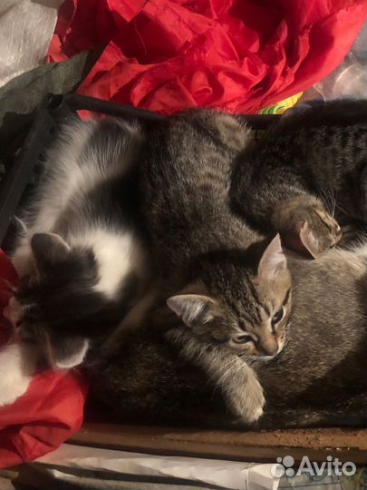 Котята в добрые руки