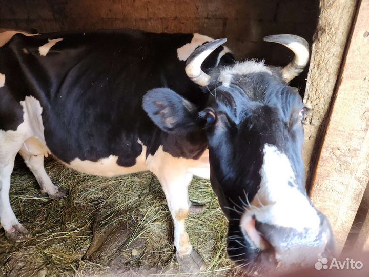 Корова дойная