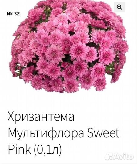Хризантема корейская, мультифлора