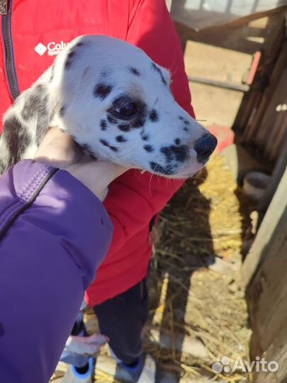 Щенки далматина