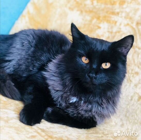 Красавчик Гриша ищет дом