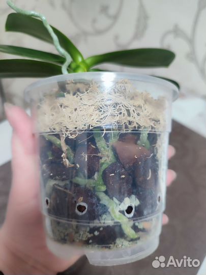 Орхидея пелорик