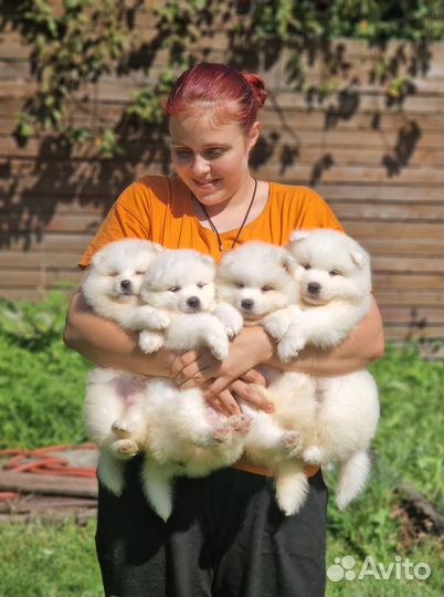 Самоед щенки из питомника