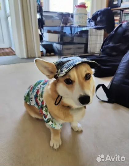 Рубашка для собаки