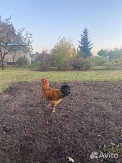 Петух