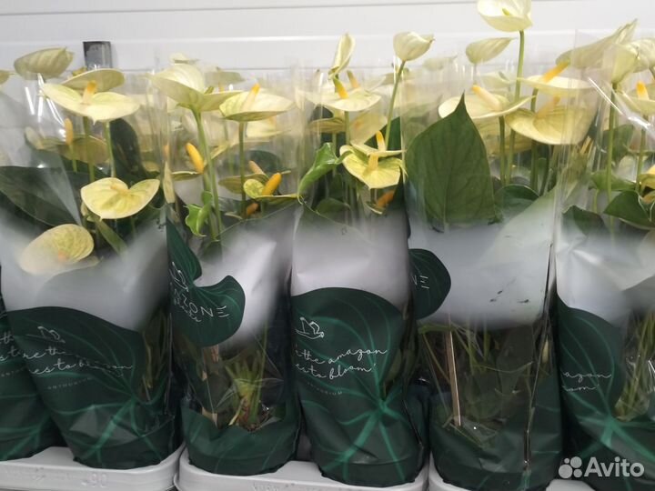 Антуриум разные сорта