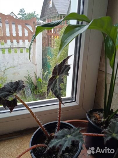 Бегония, спатифилиум