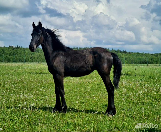 Продажа фризских лошадей