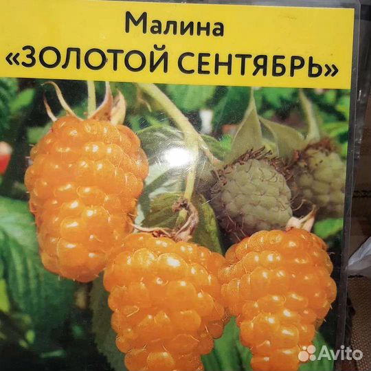 Малина зимостойкая