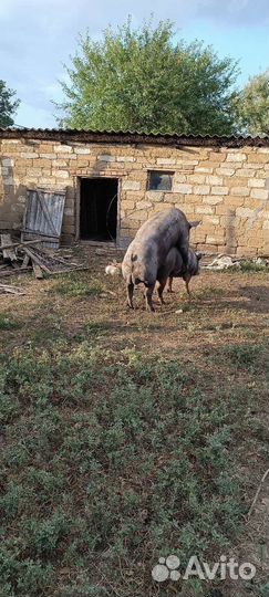 Хряк на племя