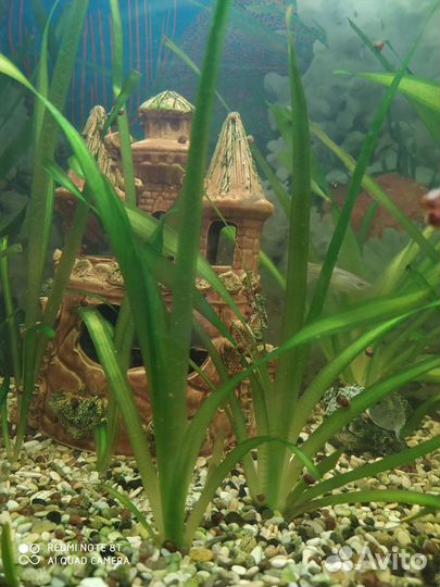 Водоросли для аквариума