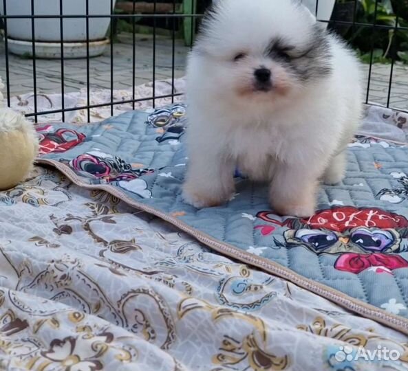 Щенки шпица. Для резервирования