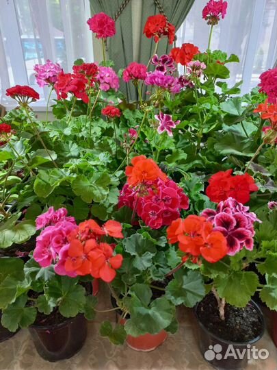 Комнатные растения на выставке цветов в Анапе