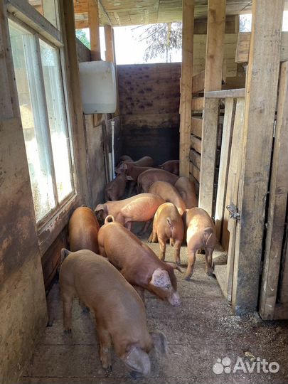Поросята дюрок