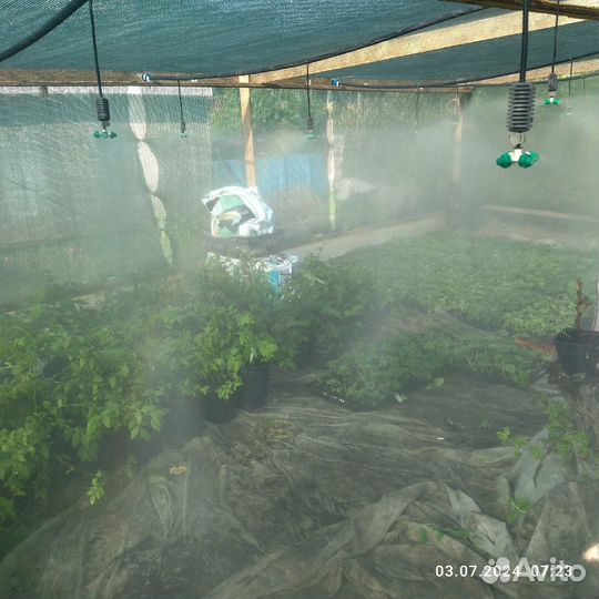 Кассетная рассада