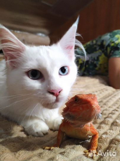 Передержка животных на время отпуска