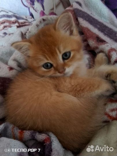 Британская золотая шиншилла котёнок