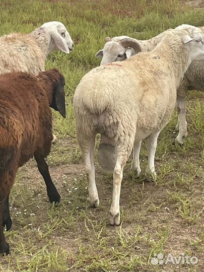 Баран дорпер