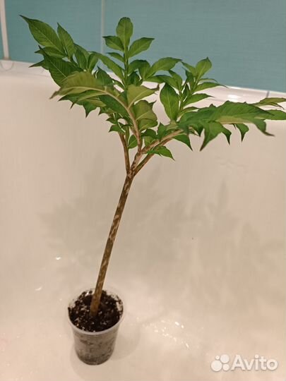 Аморфофаллус цветок