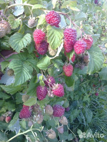Рассада малины летняя, и ремонтантная