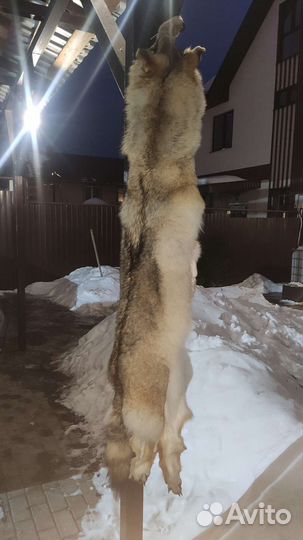 Шкура волка