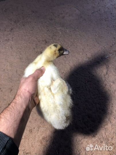 Утки муларды